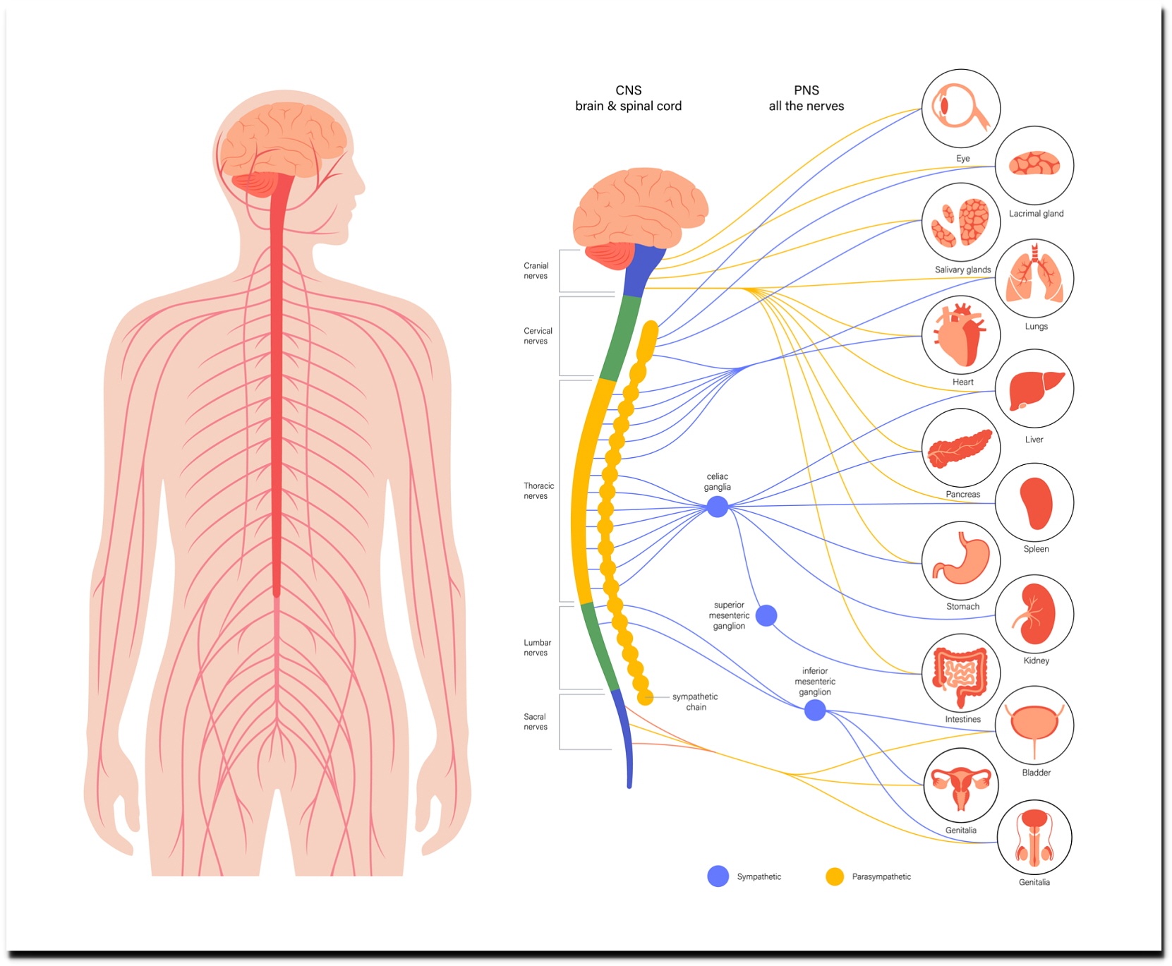 자율신경계 해부학 이미지